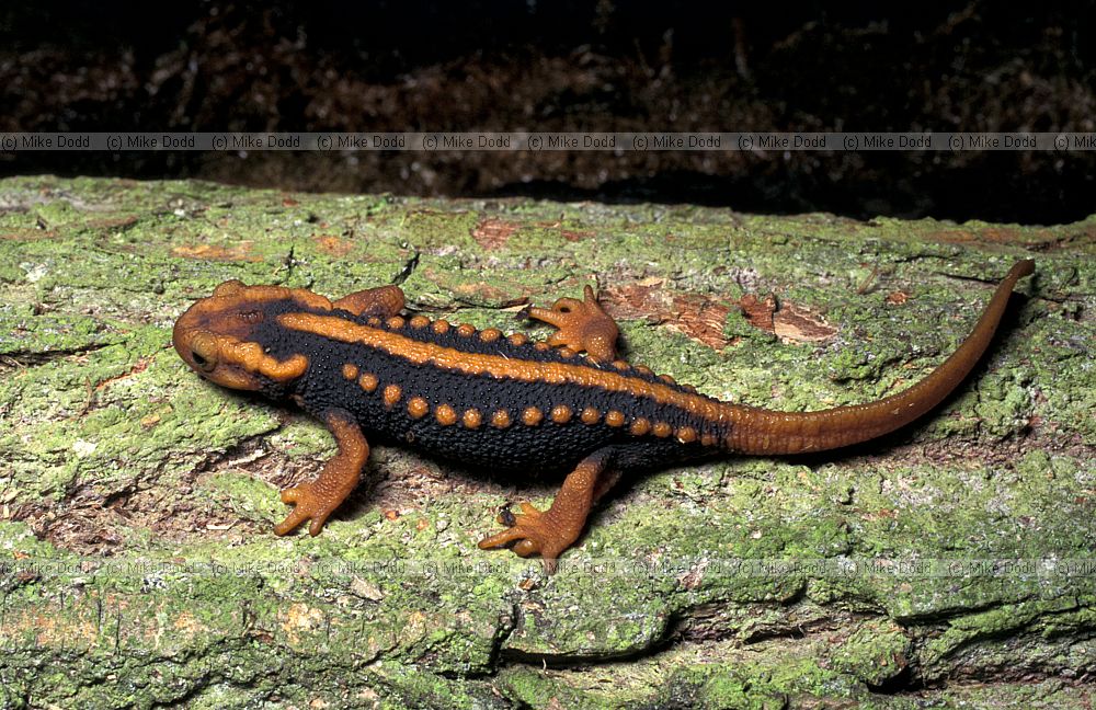 Tylototriton verrucosus