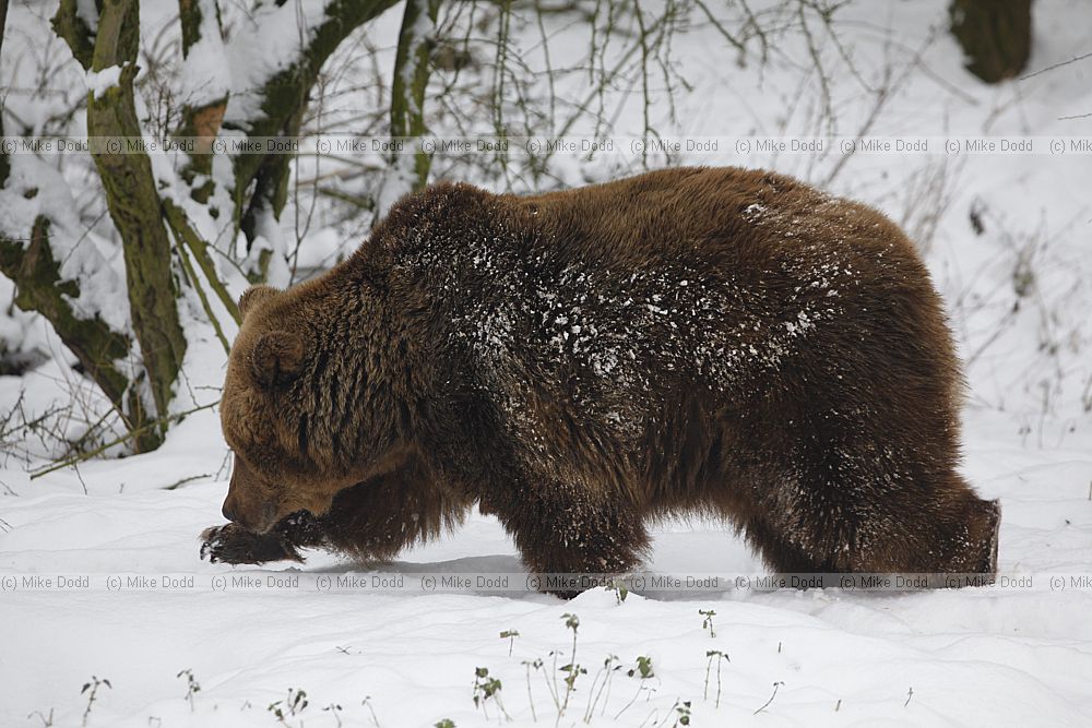 Ursus arctos Brown Bear