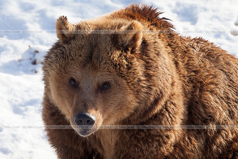 Ursus arctos Brown Bear