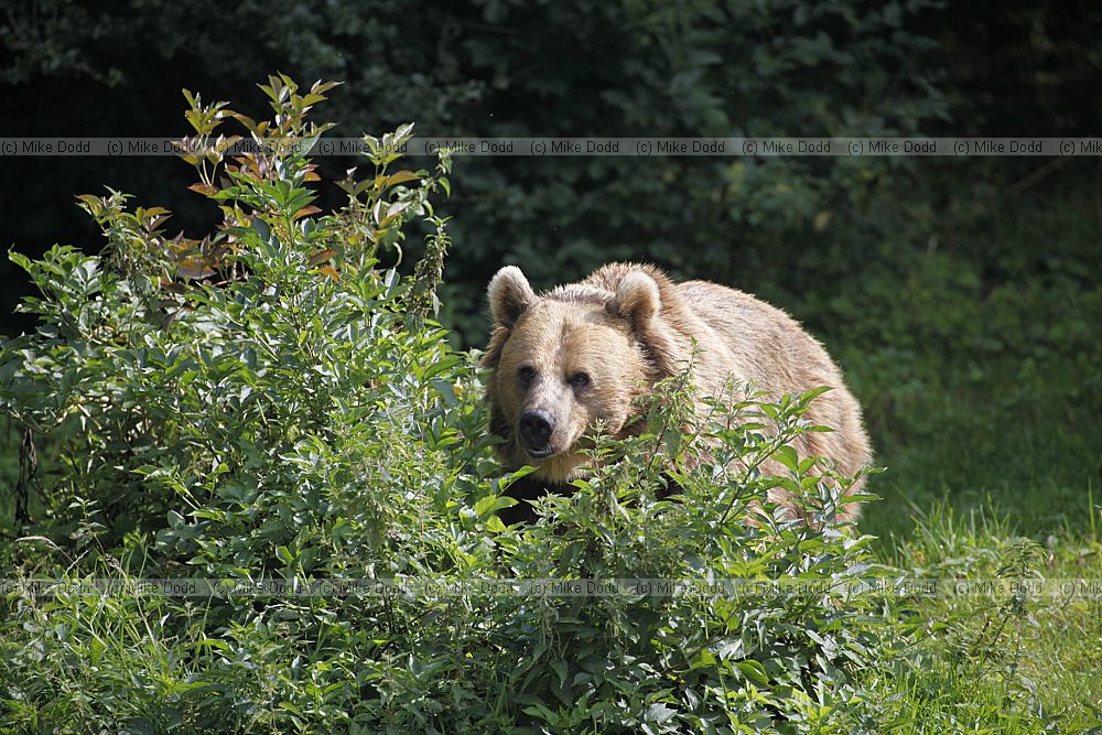 Ursus arctos Brown Bear