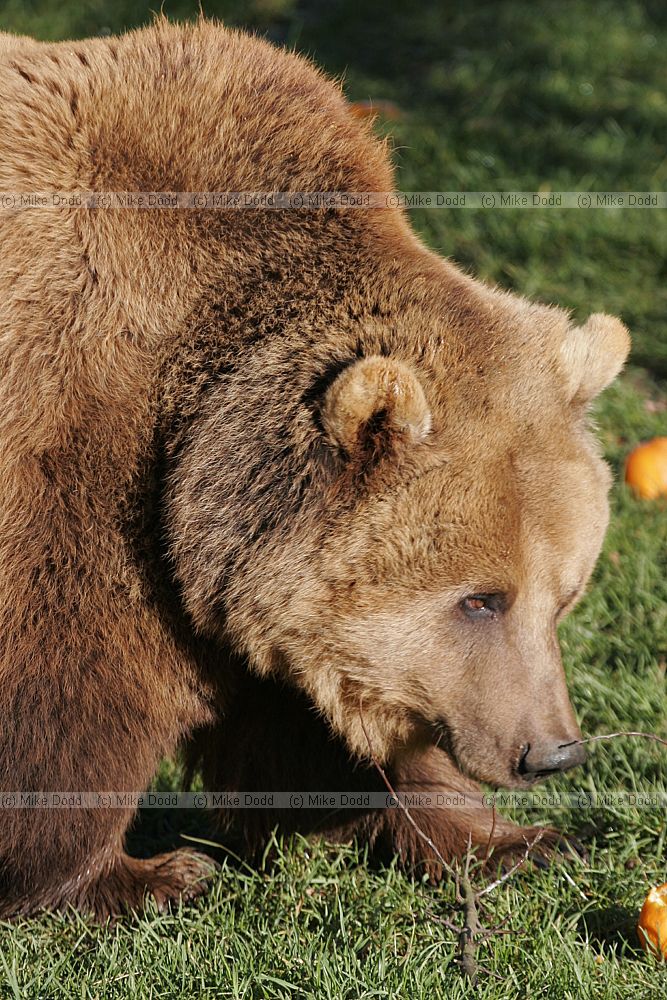 Ursus arctos Brown Bear