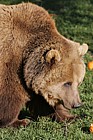 Ursus arctos Brown Bear