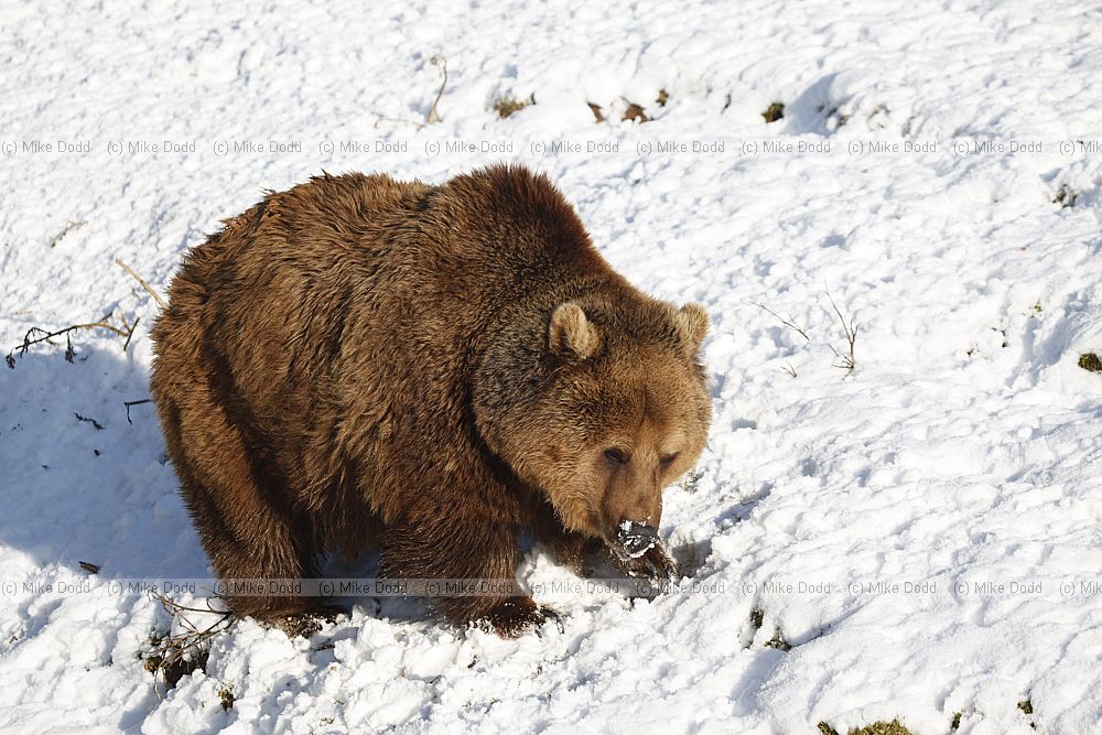Ursus arctos Brown Bear