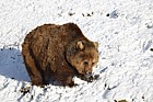 Ursus arctos Brown Bear