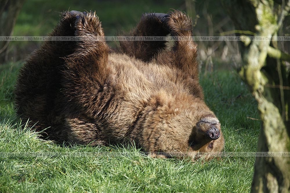 Ursus arctos Brown bear