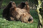 Ursus arctos Brown bear
