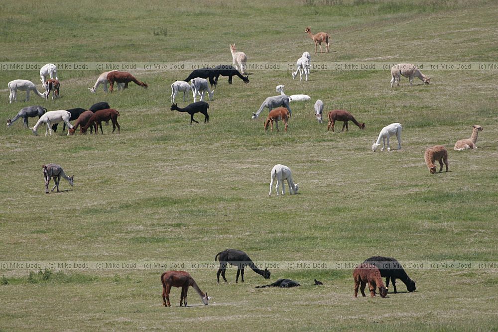 Vicugna pacos Alpaca grazing on downland in Sussex