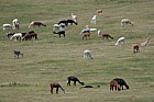 Vicugna pacos Alpaca grazing on downland in Sussex