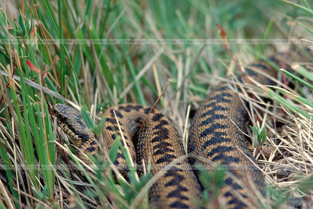 Vipera berus Adder