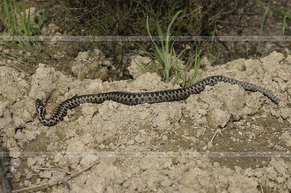 Vipera berus Adder