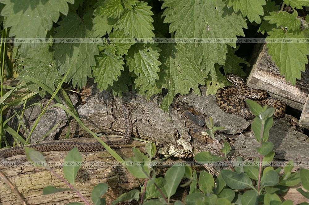 Vipera berus Adders