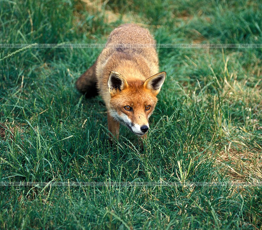 Vulpes vulpes Red Fox
