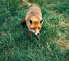 Vulpes vulpes Red Fox