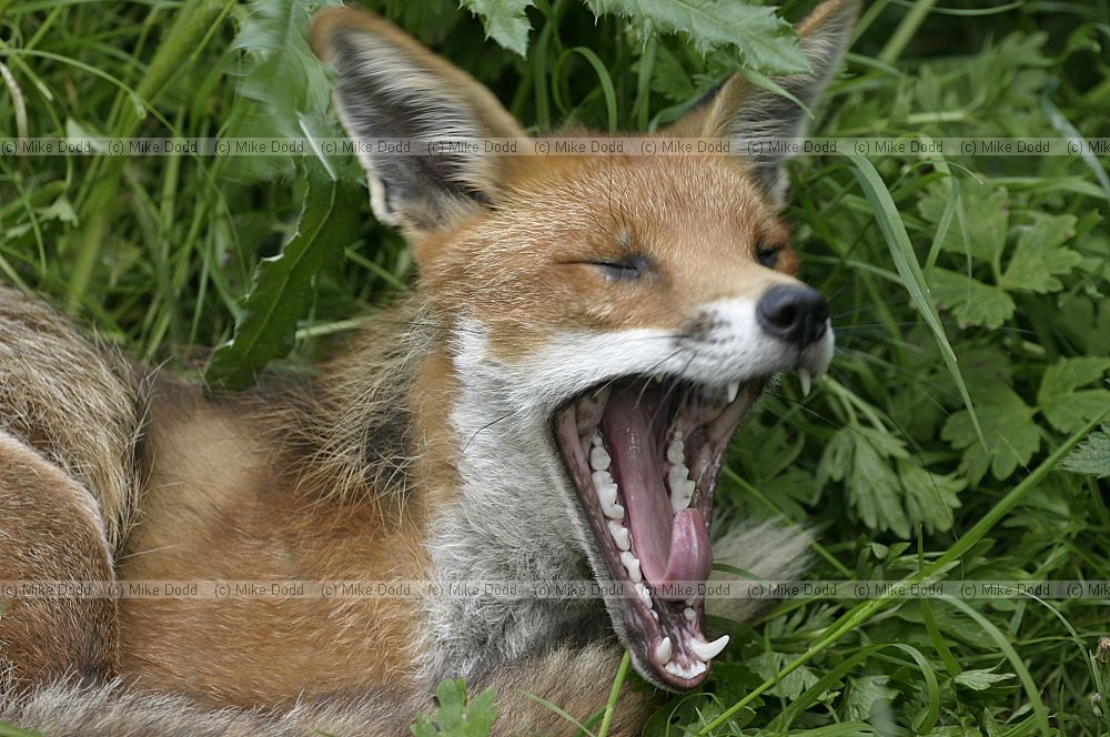 Vulpes vulpes European Red fox