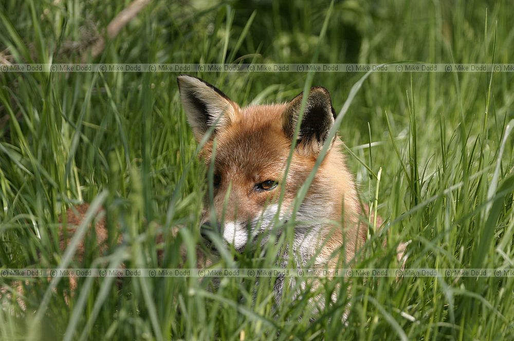 Vulpes vulpes European Red fox