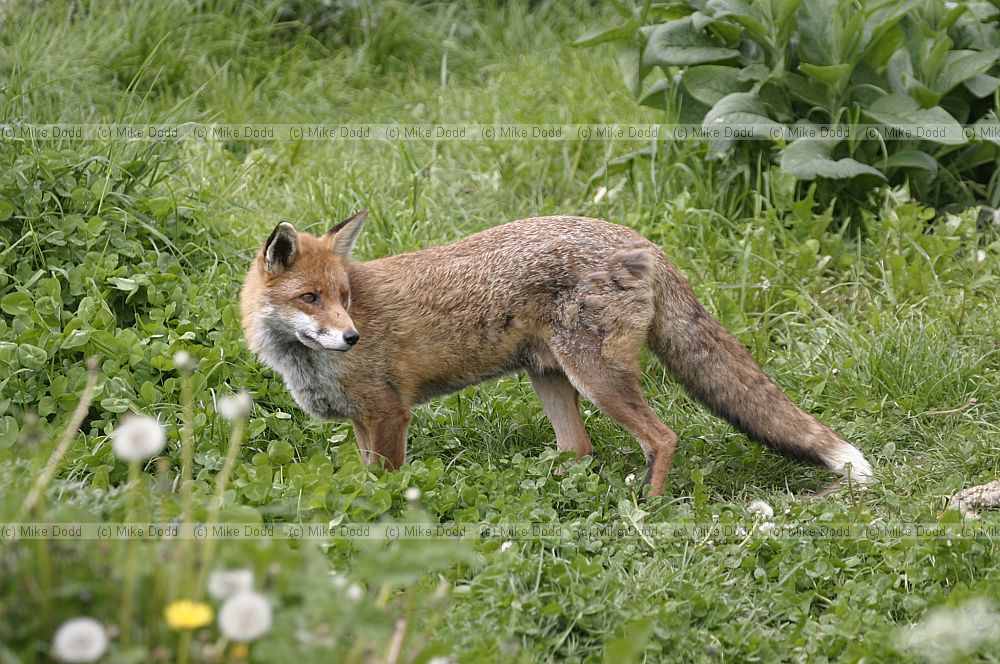 Vulpes vulpes European Red fox