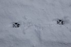 Vulpes vulpes European Red fox track in snow