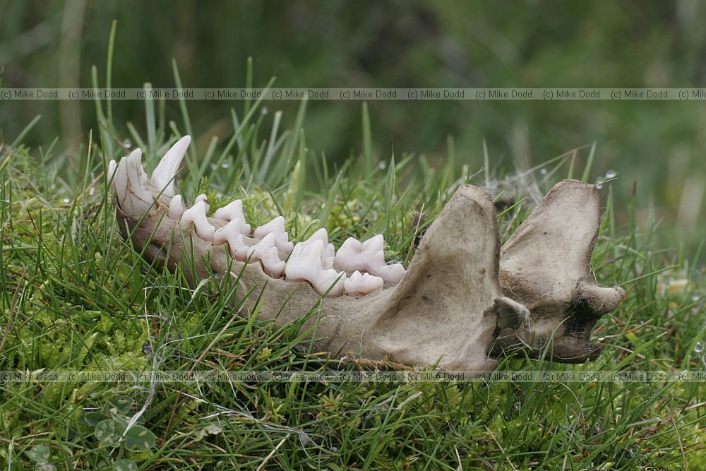 Vulpes vulpes European Red fox jawbone