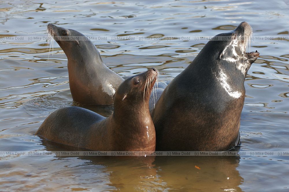 Zalophus californianus Californian Sealion