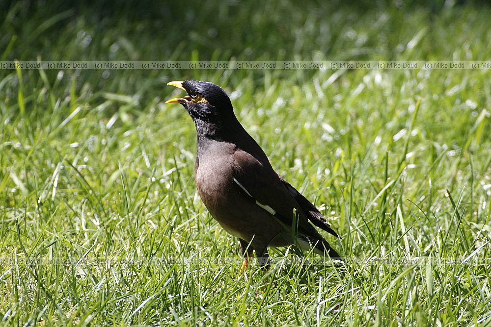 Acridotheres tristis Common Myna