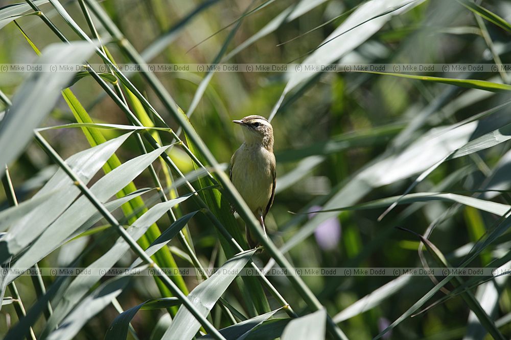 Acrocephalus schoenobaenus Sedge warbler