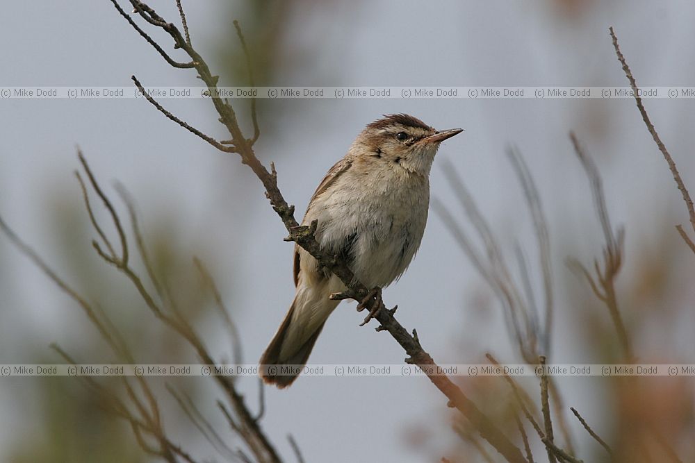 Acrocephalus schoenobaenus Sedge Warbler