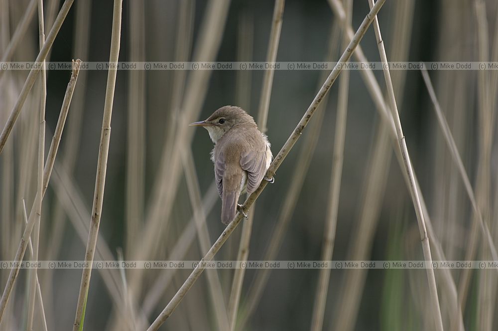 Acrocephalus scirpaceus Reed warbler