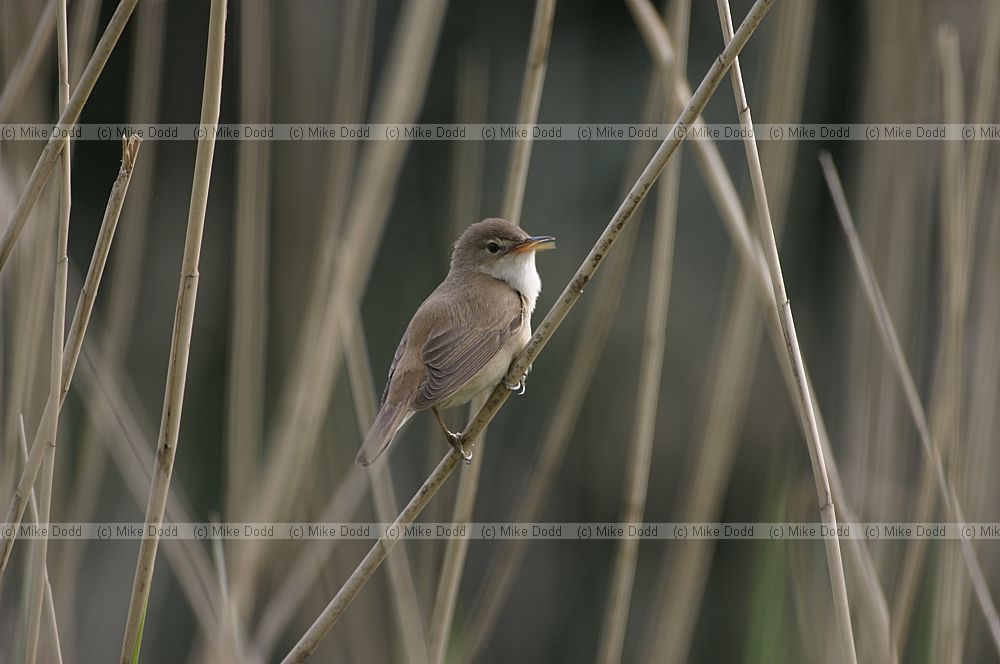 Acrocephalus scirpaceus Reed warbler