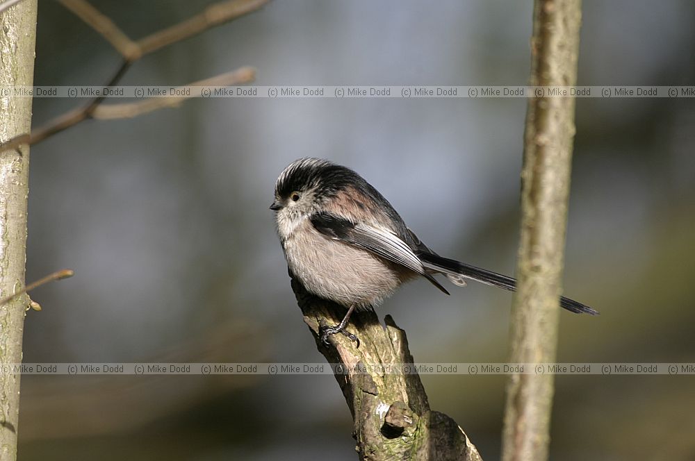 Aegithalos caudatus Long-tailed Tit