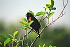Agelaius phoeniceus Red winged blackbird Everglades Florida