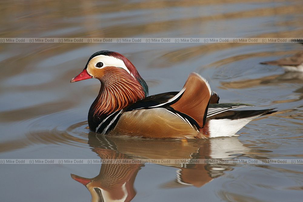 Aix galericulata Mandarin duck male