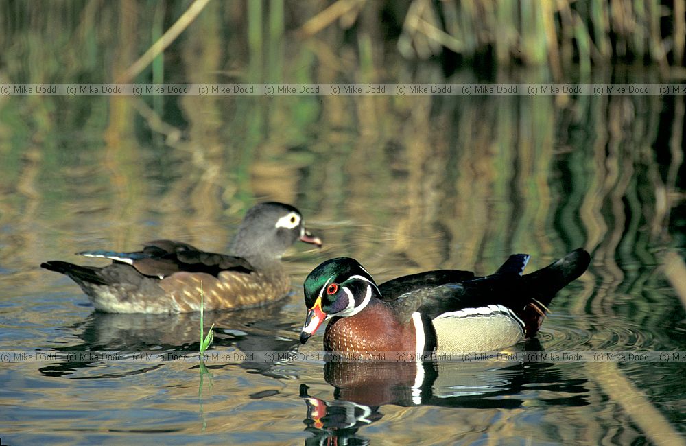 Aix sponsa Carolina wood ducks