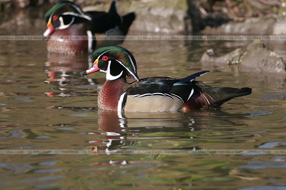 Aix sponsa Carolina wood duck