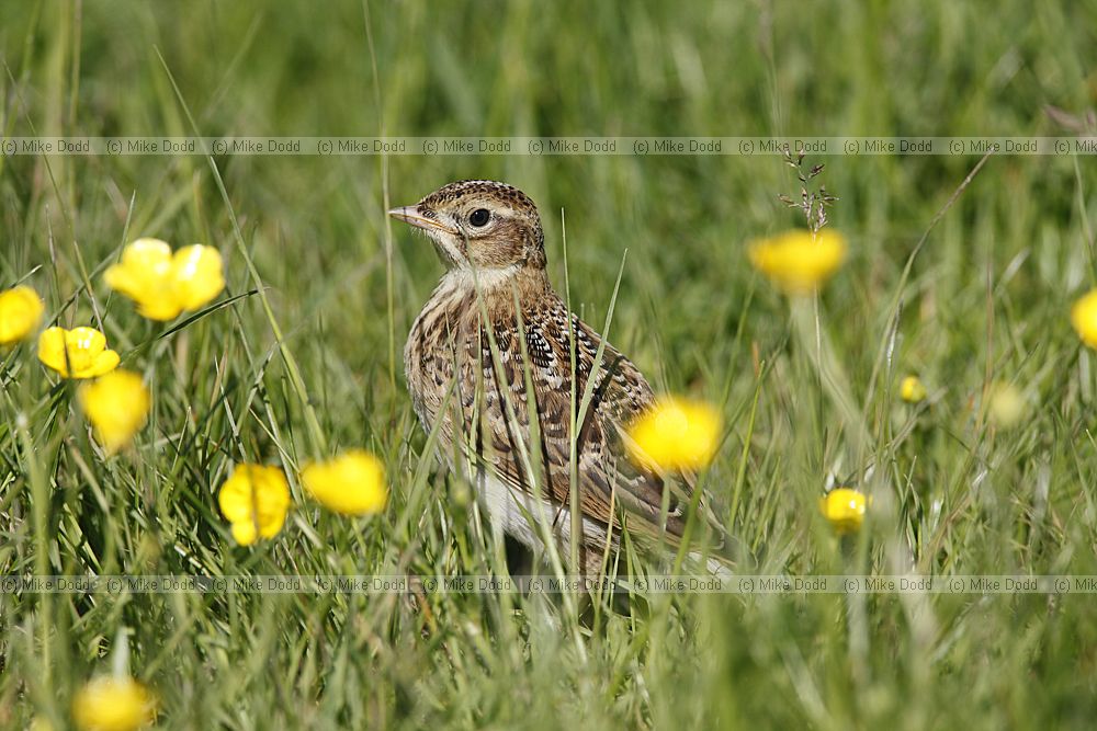 Alauda arvensis Skylark well grown chick