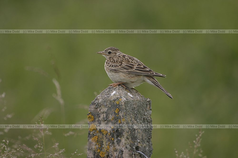 Alauda arvensis Skylark