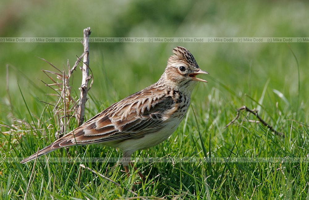 Alauda arvensis Skylark male in damp grassland Elmley