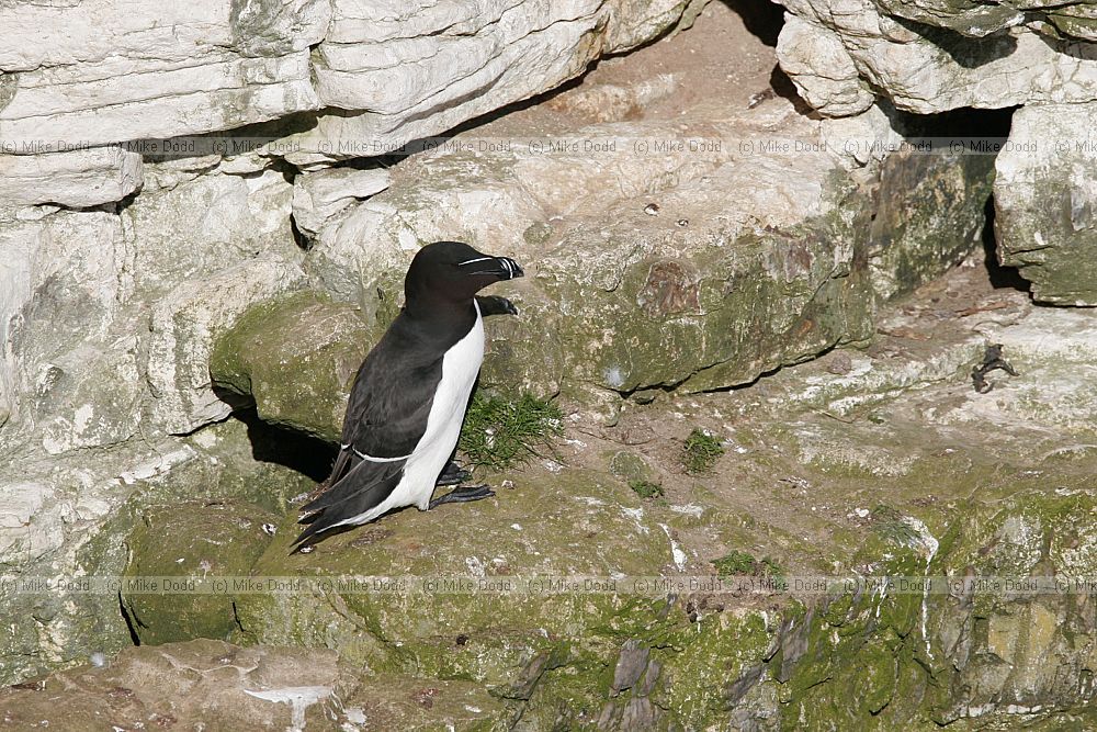 Alca torda Razorbill