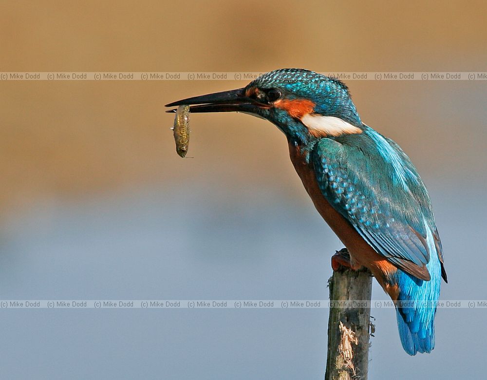 Alcedo atthis Kingfisher