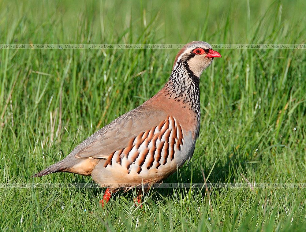 Alectoris rufa Red-legged Partridge