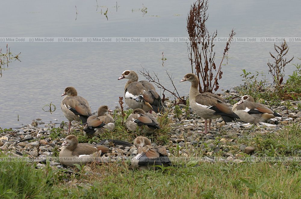 Alopochen aegyptiacus Egyptian geese