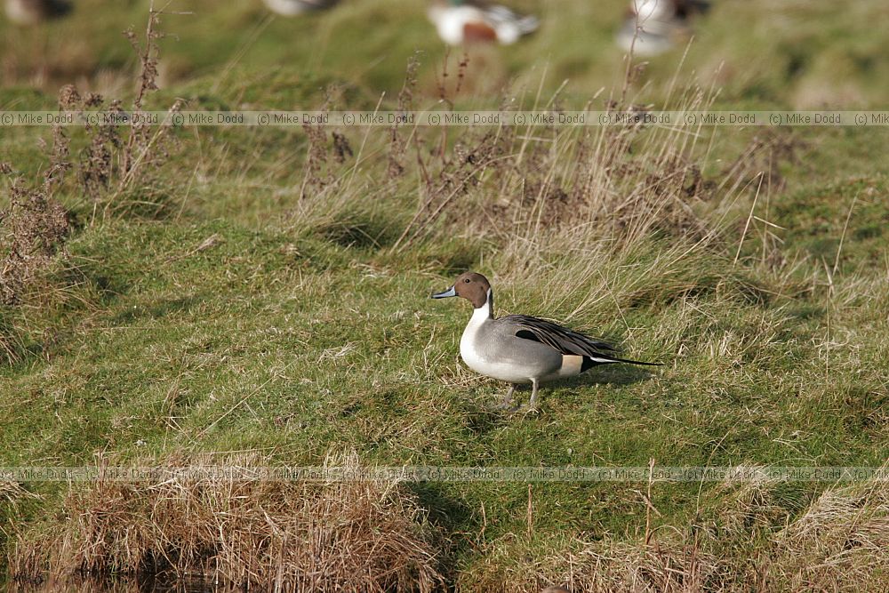 Anas acuta Pintail
