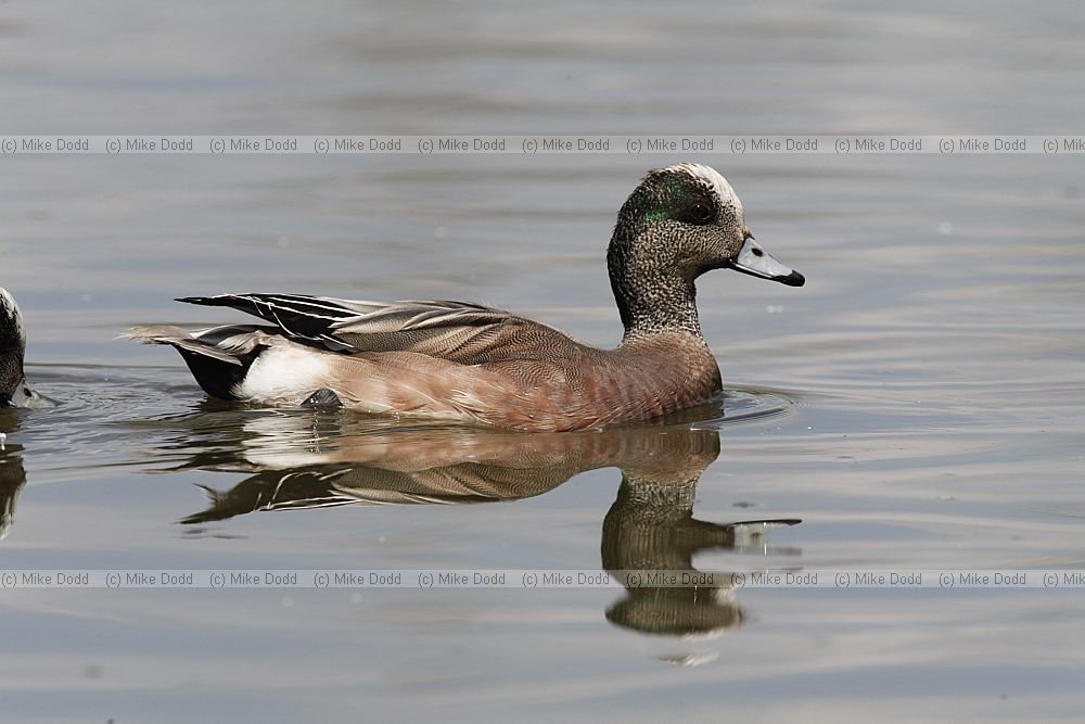 Anas americana American Wigeon