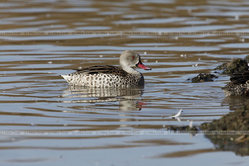 Anas capensis Cape Teal