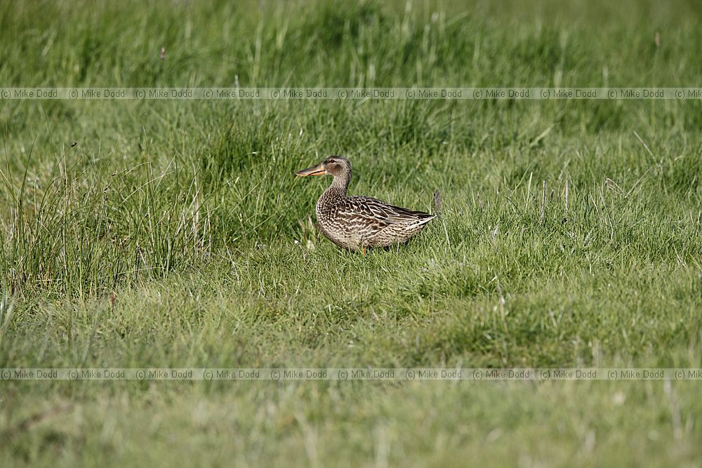 Anas clypeata Shoveler female