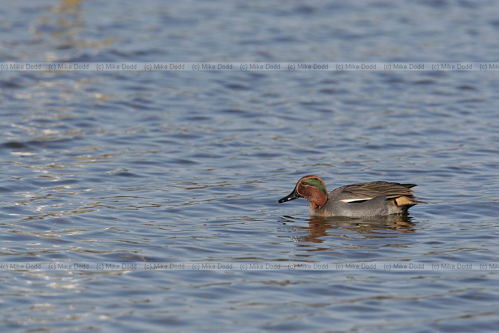 Anas crecca Teal