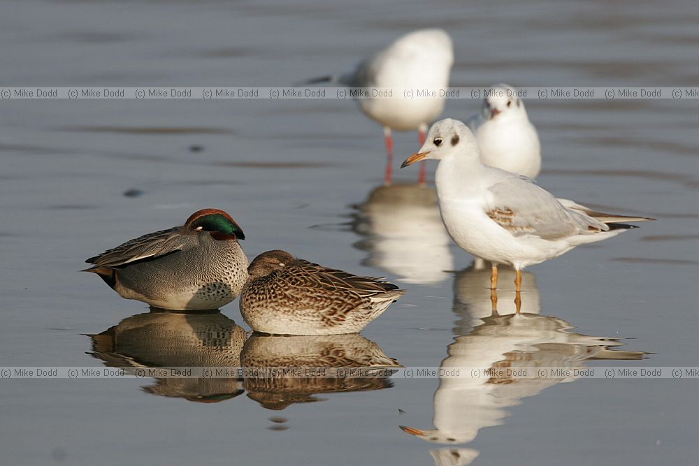 Anas crecca Teal gulls lapwing