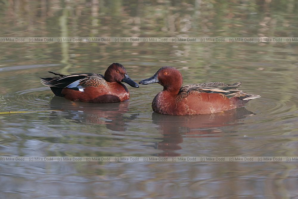 Anas cyanoptera Cinnamon teal
