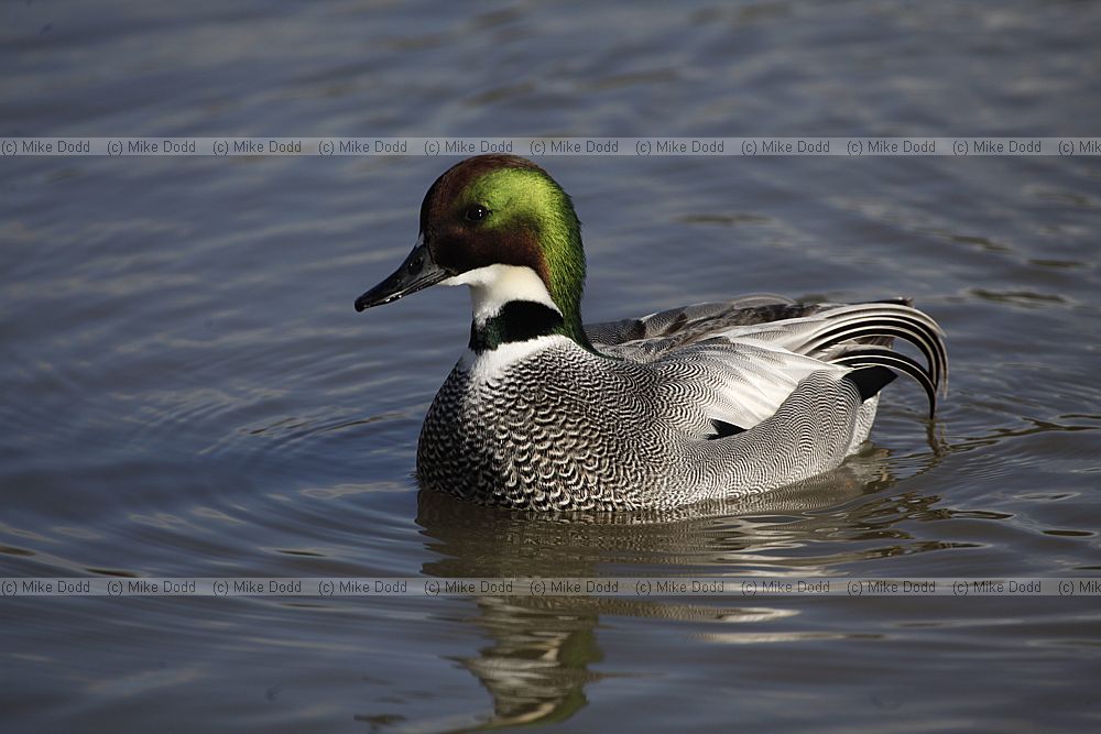 Anas falcata Falcated Teal