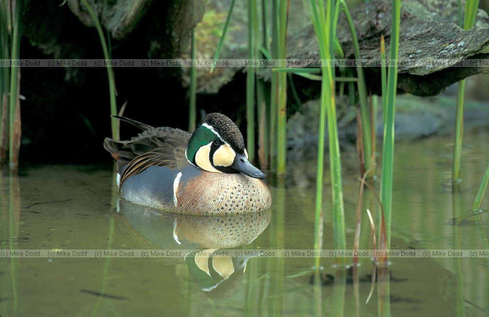 Anas formosa Baikal teal