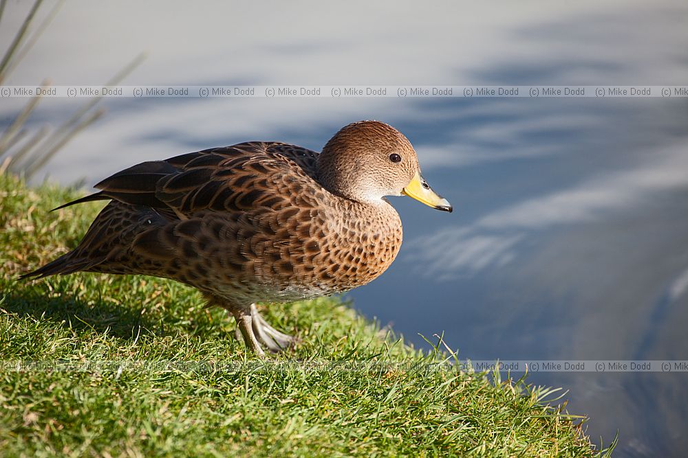 Anas georgica georgica South Georgia Pintail
